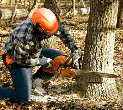 Tree Removal in Christine, ND